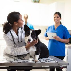 veterinarian talking to technician with corgi on exam table.