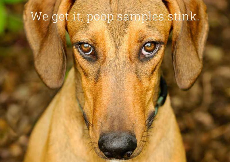 Tan dog looking at camera with text overlay "We get it, poop samples stink".