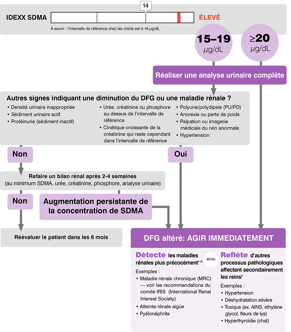 Comment interpréter vos résultats sur la SDMA - IDEXX Switzerland
