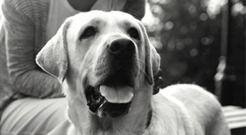 Labrador retriever with owner.