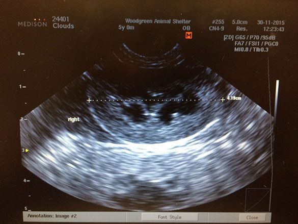 bilateral renal ultrasound for feline