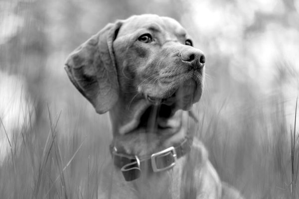 A dog looks to the side in a field of grass.
