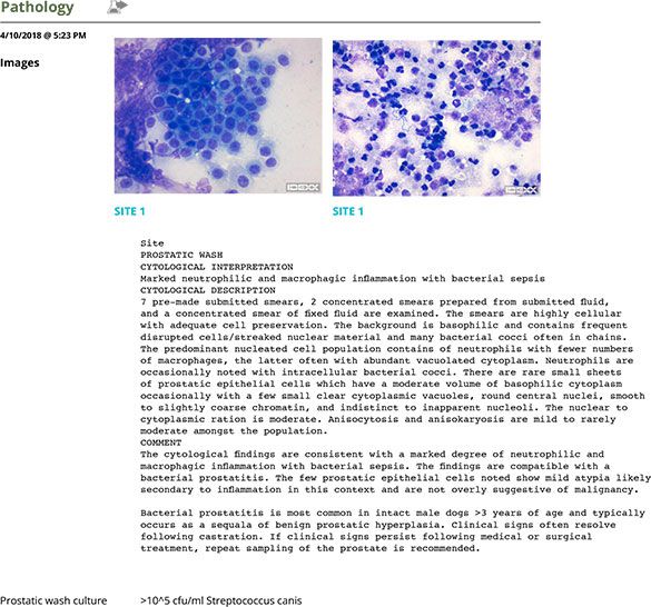 Screenshot of Custard's urine pathology report