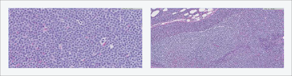 Ace’s histopathology results from IDEXX Reference Laboratories viewed in VetConnect PLUS
